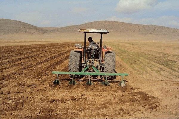  آغاز کشت گندم و جو در گیلان